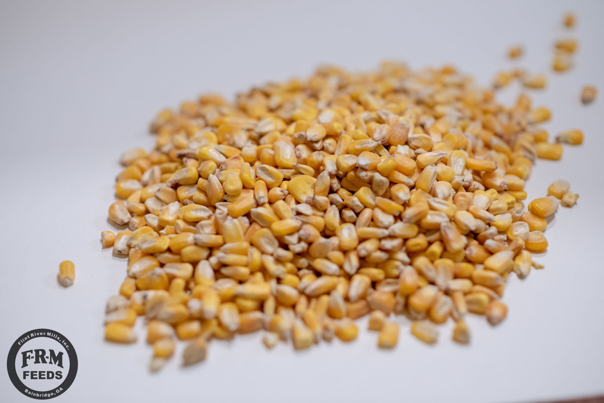 Yellow Corn-0812