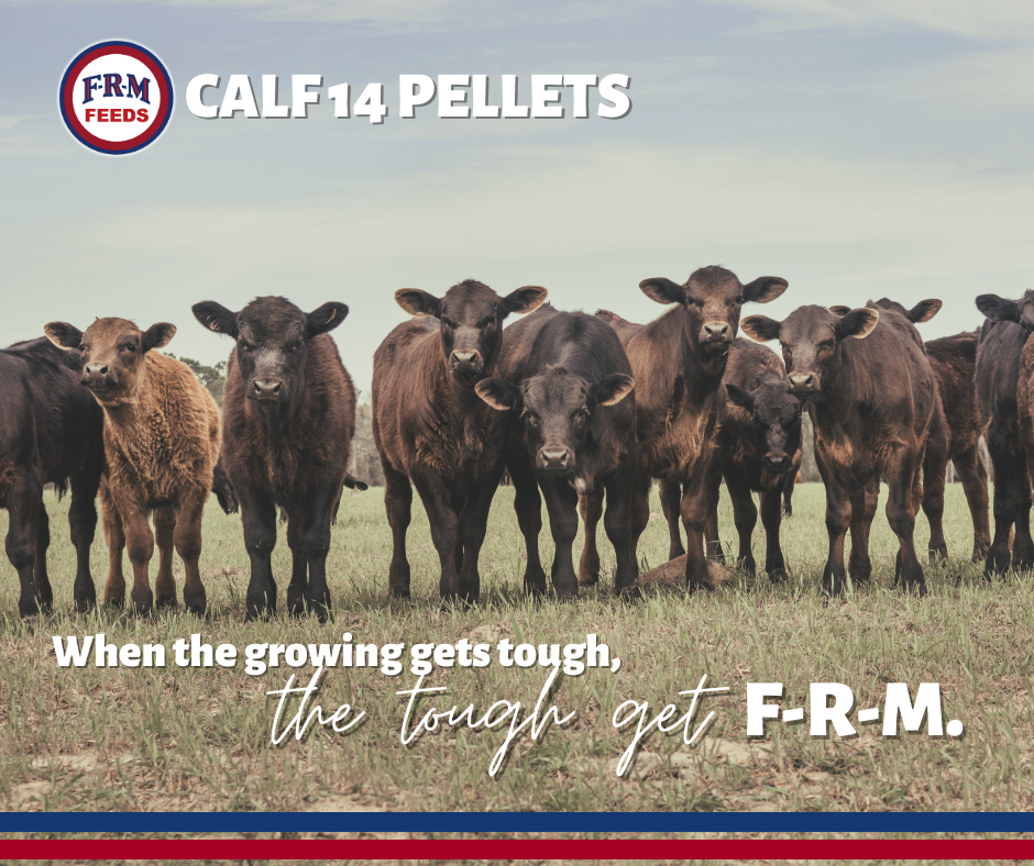 CALF 14 PELLETS CALF 14 PELLETS