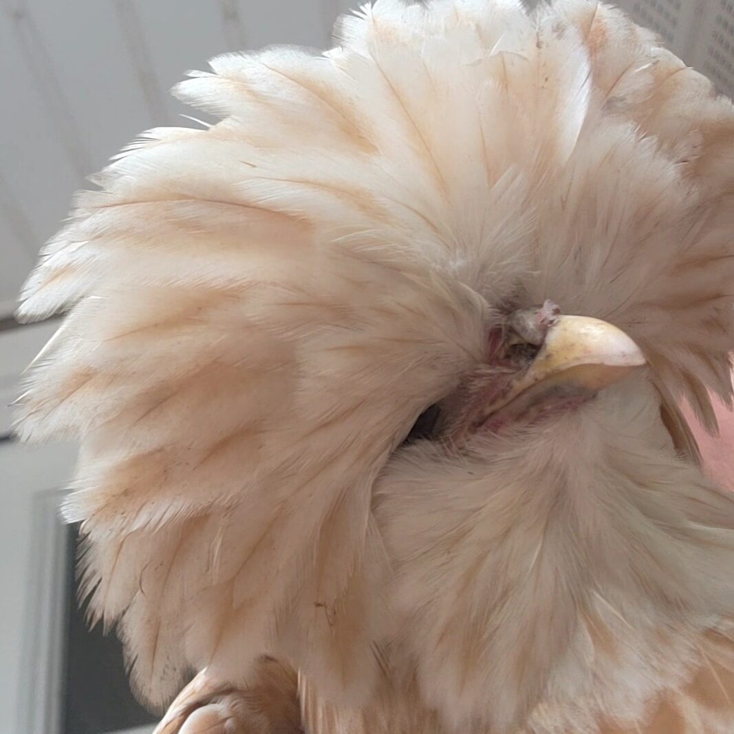 Kelly Murray - Poultry Testimonial